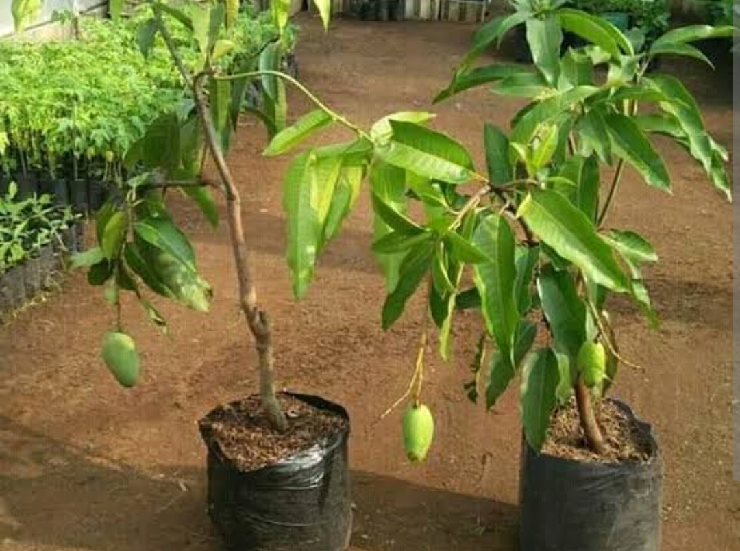 Cara Efektif Menanam Mangga Cangkok Di Pot Tanpa Ribet