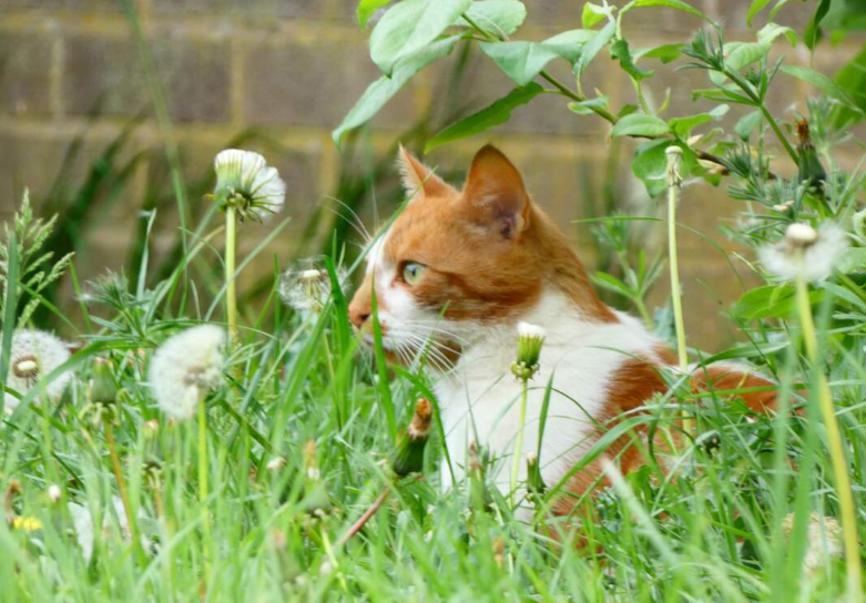 Ini Cara Mencegah Kucing Liar Kencing Dan Buang Kotoran Sembarangan