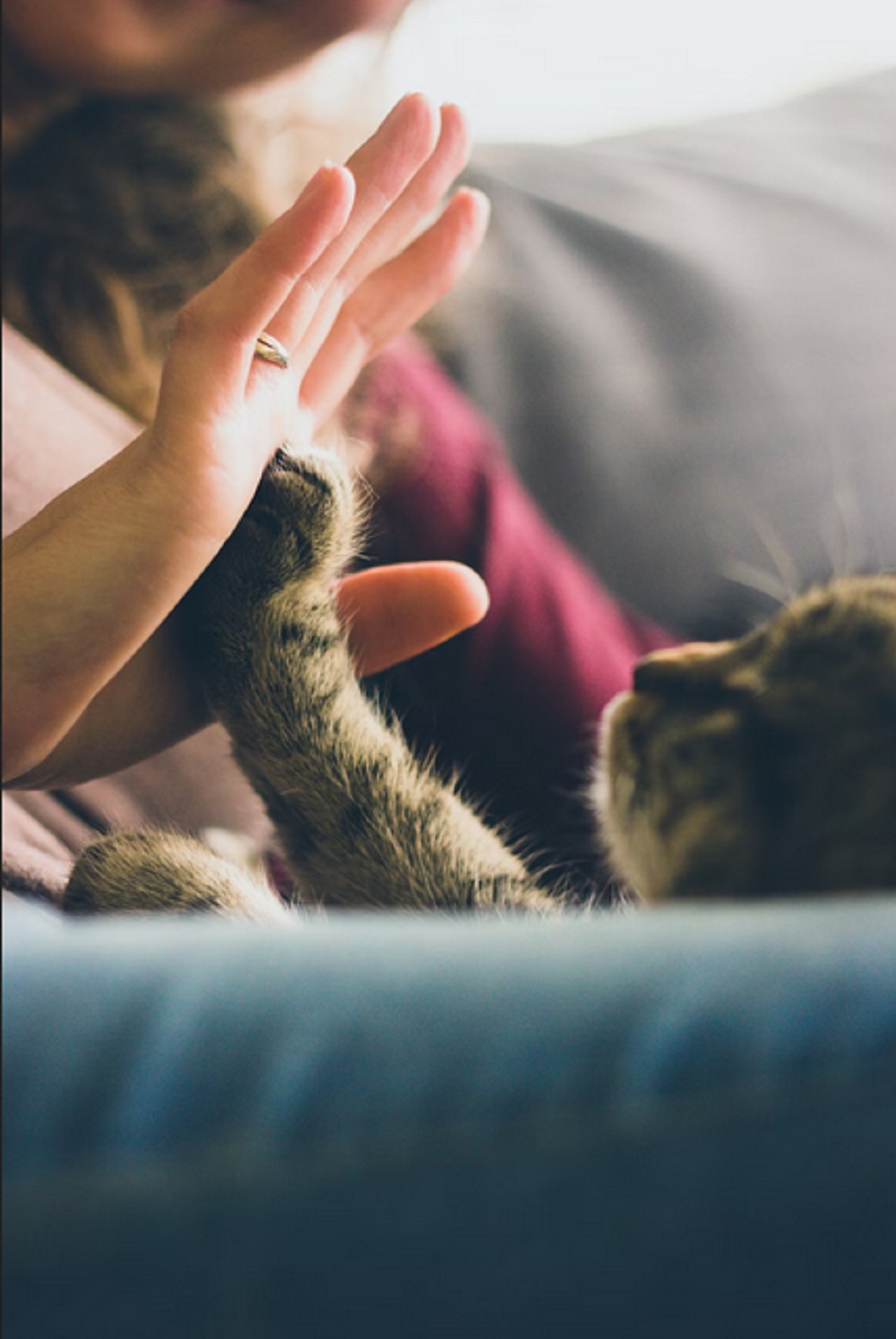 5 Cara Kucing Kampung Mengucapkan Terima kasih Kepadamu, Yuk Simak 