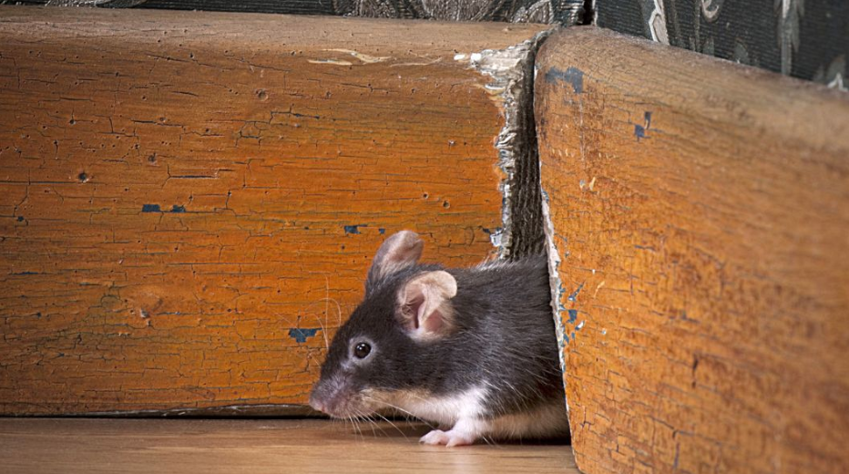 Ini Cara Mengeluarkan Tikus yang Bersembunyi di Rumah, Cuma Pakai Makanan dan 3 Bahan Alami