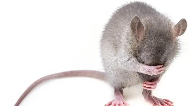 Agar Tikut Tidak Beranak-pinak, Berikut: 5 Cara Mudah Mengetahi Keberadaan Tikus, Bikin Tikus Mudah Ditangkap!