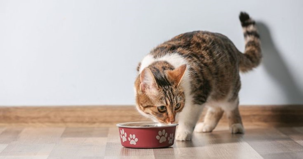 Ini Dia 4 Resep Makanan Kucing Basah yang Sehat, dan Mudah Dibuat! Dijamin Anabul Pasti Suka