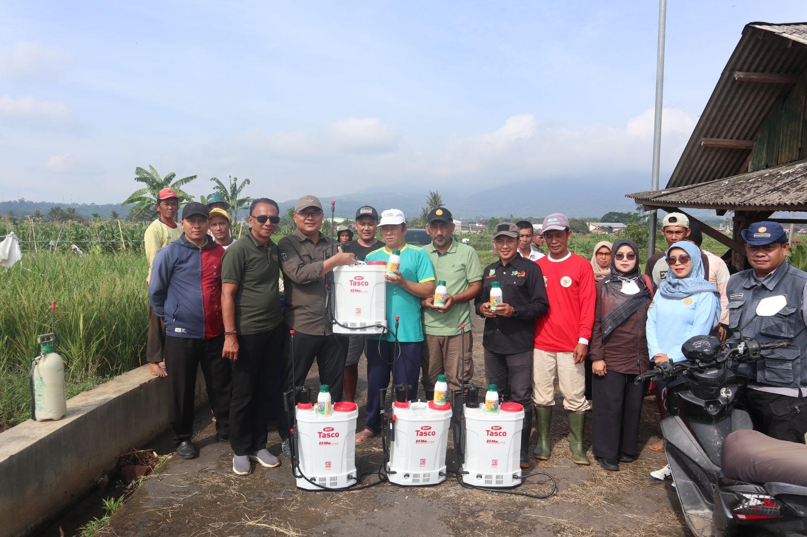 Penyakit Tungro Serang Petani Padi di Kuningan, Ini Langkah Diskatan 