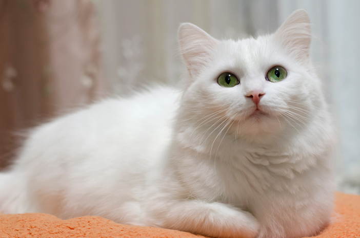 Ramah dan Mudah Dirawat, Inilah 7 Ras Kucing yang Cocok Dipelihara Pemula, No 3 & 4 Paling Favorit! 