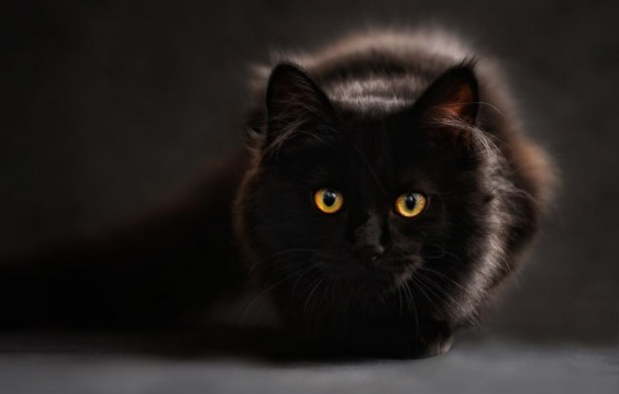 Memelihara Kucing untuk Mengusir Jin dari Rumah dan Menangkal Sihir, Fakta atau Mitos?
