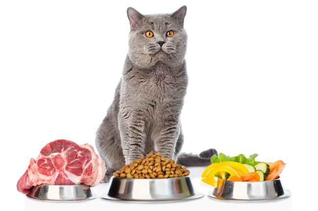 Berbahaya! Hindari Memberikan 7 Jenis Makanan Ini Pada Kucing Bisa Keracunan