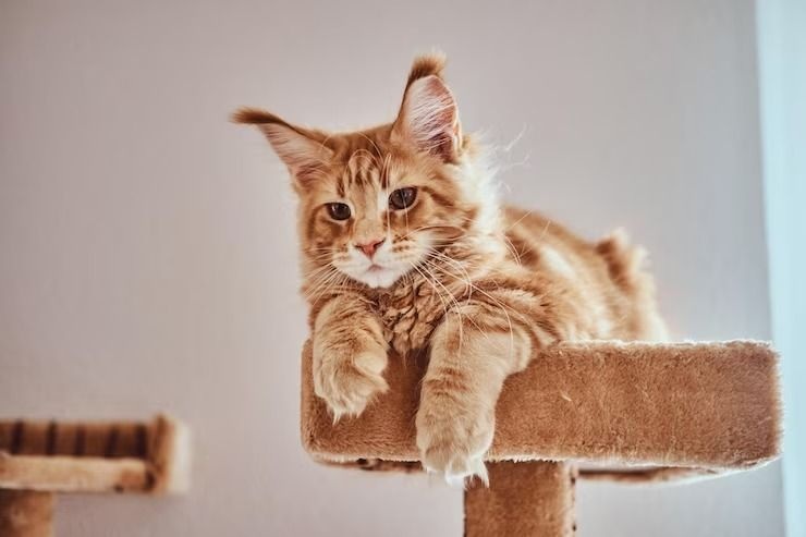 5 Sikap Kucing Peliharaan Mencintai Pemiliknya, Harus diketahui Pecinta Anabul agar Lebih Peka! Ayo Lebih Peka