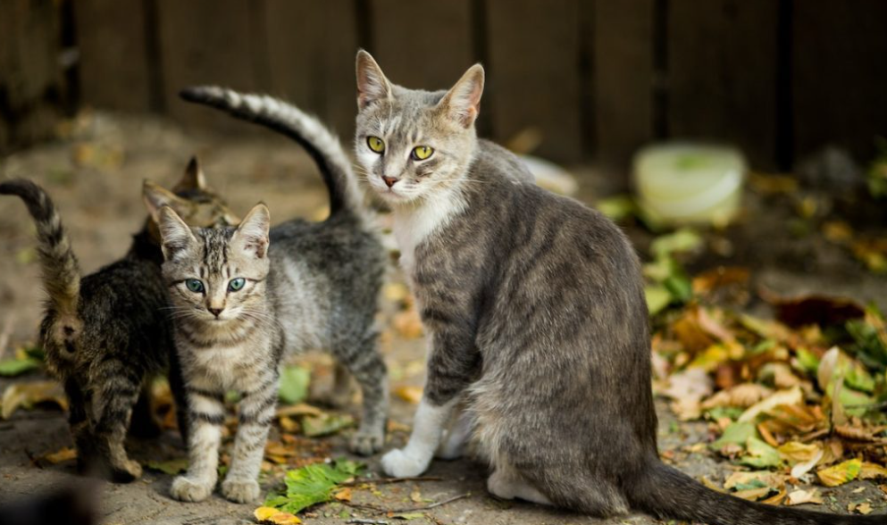 Tidak Mau Dijodohkan Sesama Ras, Benarkah Kucing Ras Suka Kawin dengan Kucing Kampung? Ini Kata Ahli