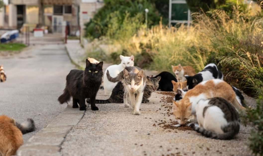 Surga untuk Catlovers, 5 Urutan Negara dengan Populasi Kucing Liar Terbanyak di Tahun 2024