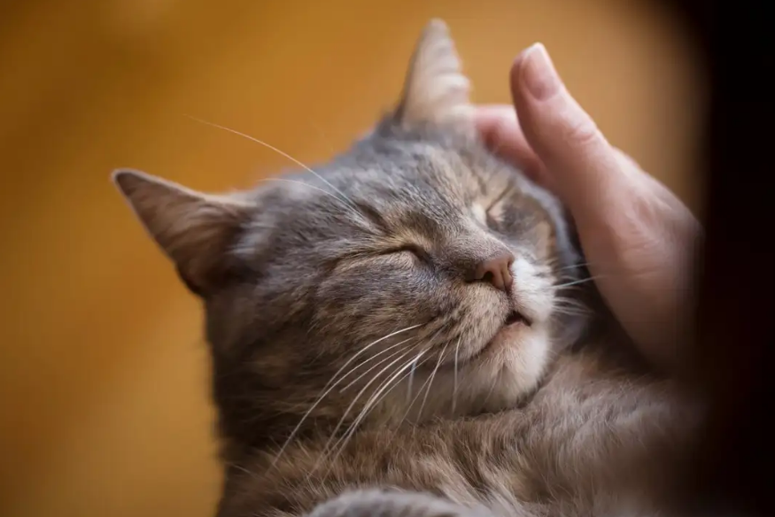 Apakah Kucing Sayang dengan Kita? Berikut 5 Tanda yang Perlu Diperhatikan Catlovers
