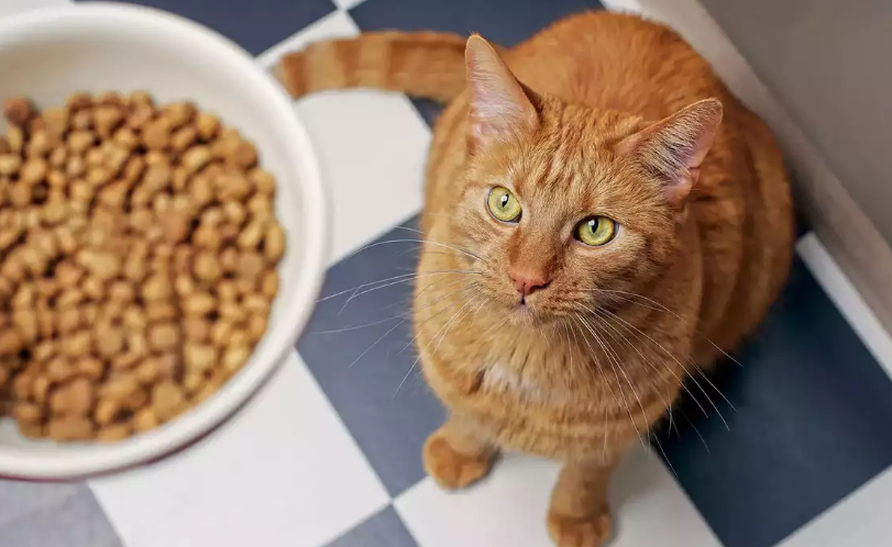 Makin Gemoy! Ini 4 Rekomendasi Merek Makanan yang Menggemukan Kucing dengan Efektif