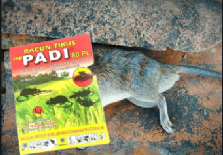 7 Rekomendasi Racun Tikus yang Ampuh Membasmi Hama Tanpa Gagal, Lengkap Dengan Harganya