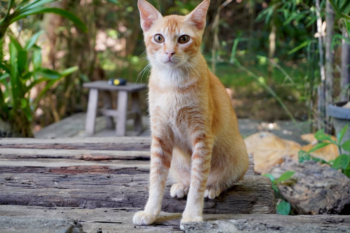 Kemana Biasanya Kucing Pergi Saat Kabur dari Rumah? Apakah Bisa Pulang Kembali? Yuk Simak Jawabannya Di Sini!