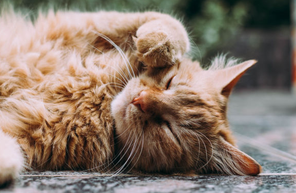 Inilah 8 Cara Kucing Mengatakan Cinta dan Kasih Sayang, yang Jarang Diketahui Pemilik Kucing!