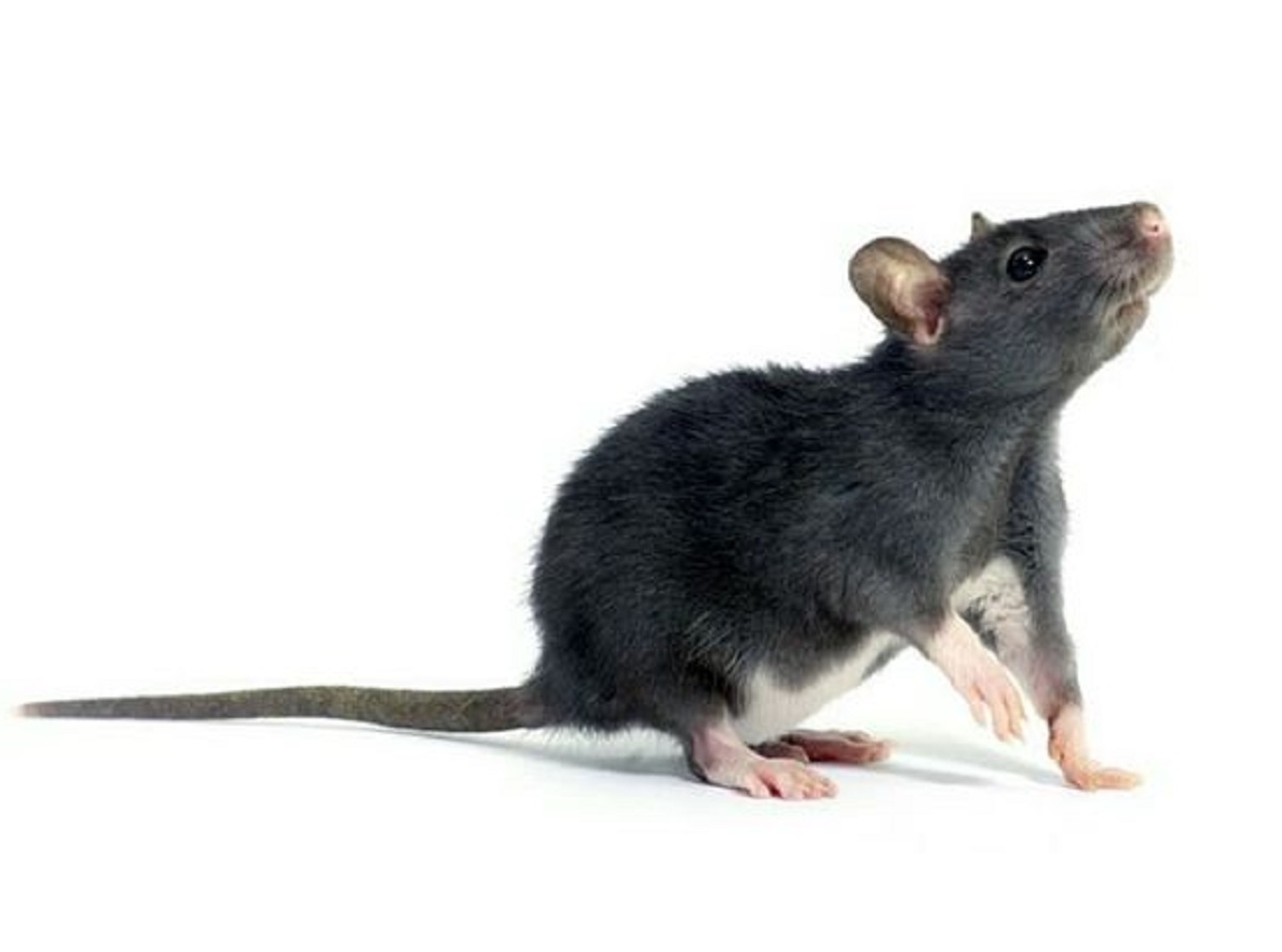 Banyak Tikus di Plafon Rumah? Yuk Gunakan Kapur Barus Untuk Mengatasi Tikus, Simak 5 Caranya Berikut Ini