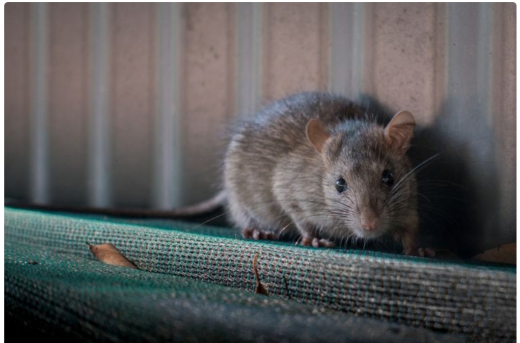 Cegah Tikus Datang Ke Rumah Dengan Lakukan 4 Hal Berikut, Ampuh Usir Tikus.