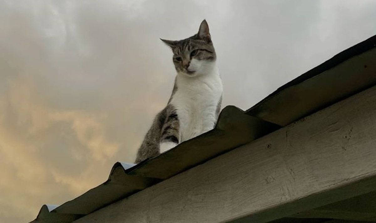 6 Tips Cegah Kucing Liar Naik ke Atap Rumah
