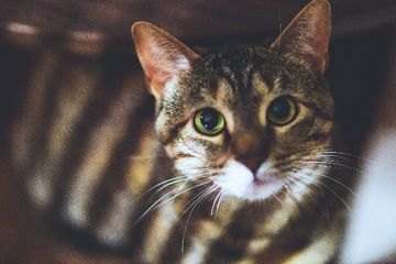 Kenali 5 Arti Suara Kucing Mengeong Saat Malam Hari, Pertanda Ingin Menyampaikan Sesuatu
