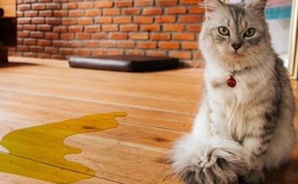 Bahaya Urin Kucing Bagi Kesehatan Manusia Yang Jarang Diketahui, Apa Saja?