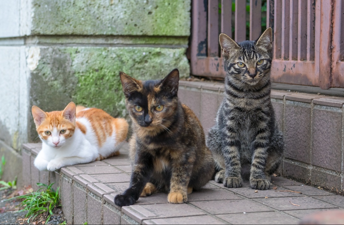 4 Alasan Rumah Sering Didatangi Banyak Kucing, Apakah Rumah Anda Termasuk Tanda-tanda Ini? 