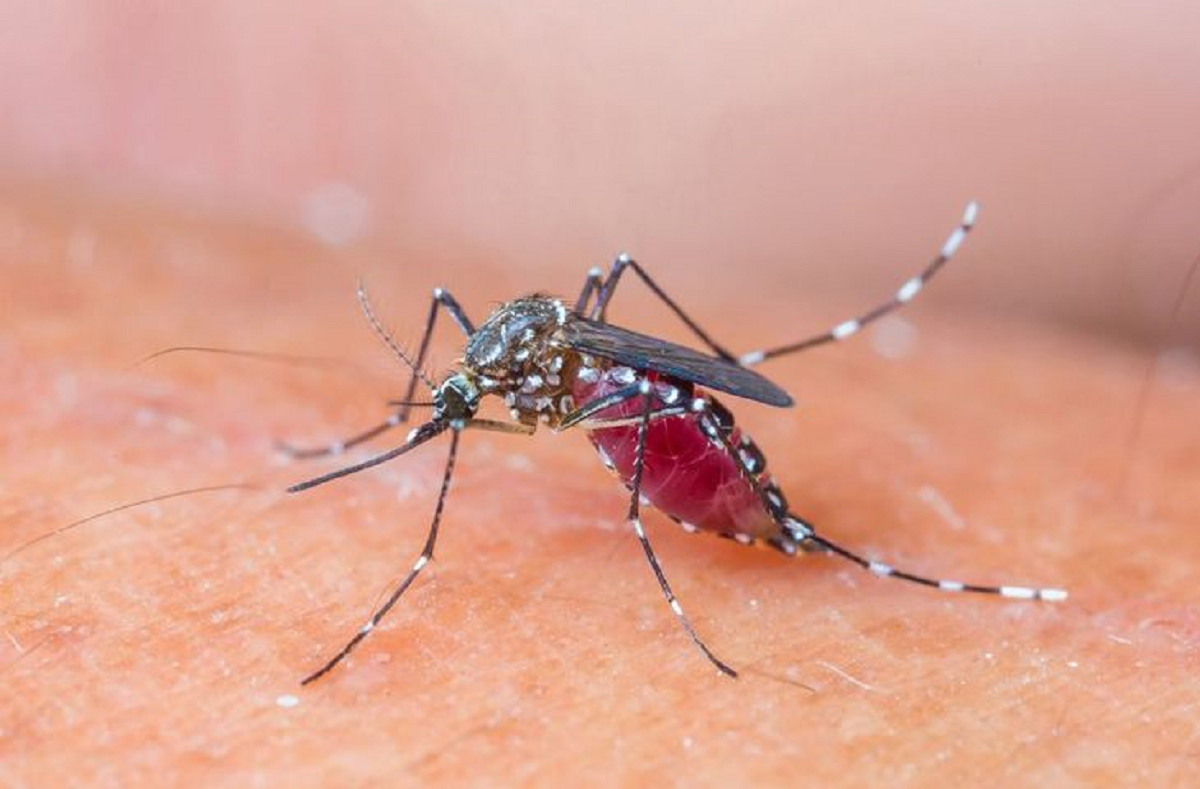 Pembawa Penyakit Mematikan! Inilah Jenis Nyamuk yang Berbahaya dan Perlu Diwaspadai Keberadaannya