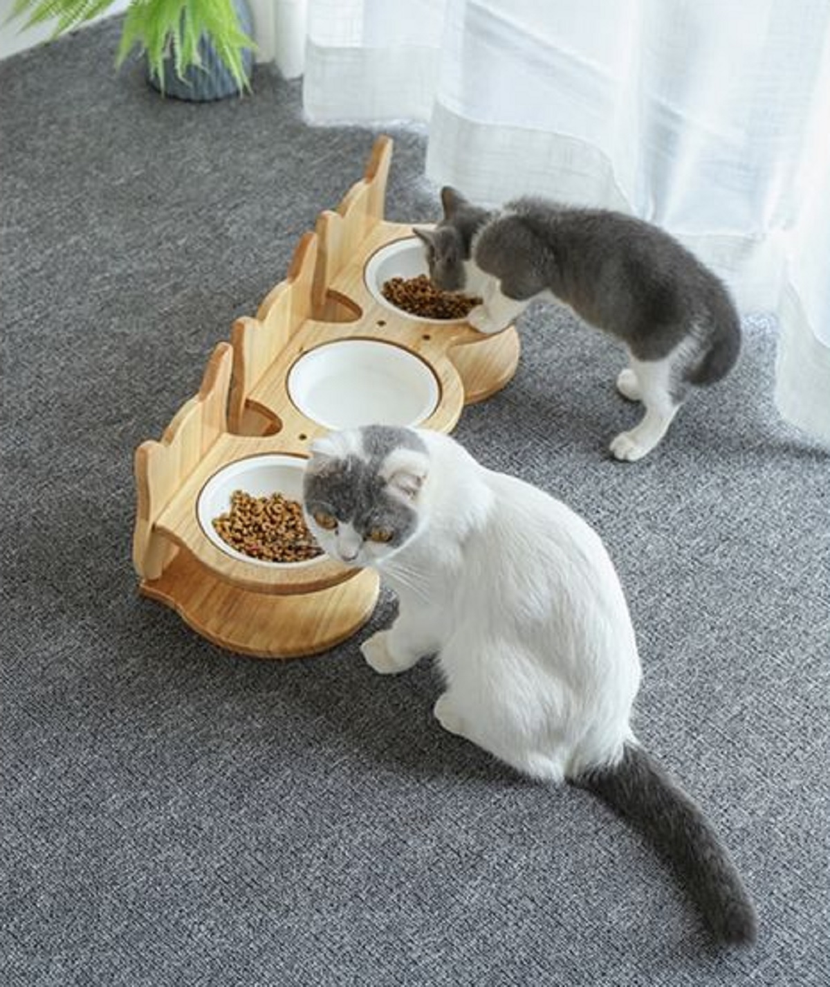 Inilah 4 Poin Penting Yang Perlu Diketahui Sebelum Memberi Makan Kucing Yang Tepat Sesuai Dengan Usianya