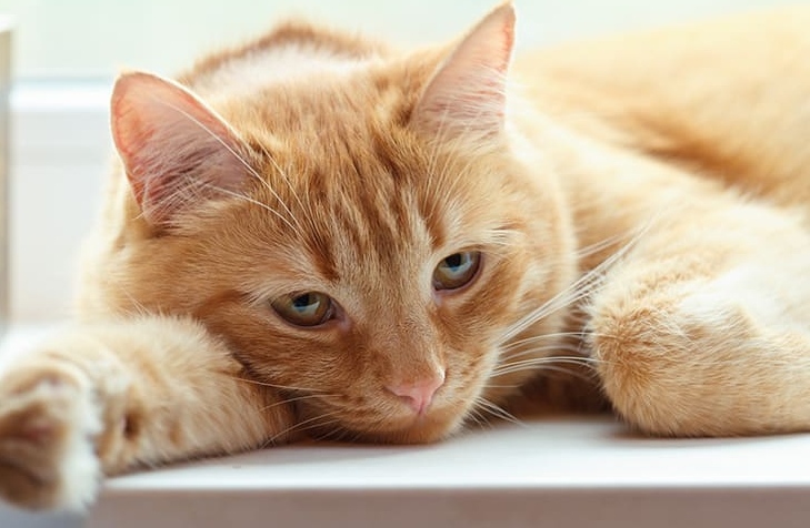 5 Tanda Kucing Meminta Tolong Pada Pemiliknya, yang Mungkin Kamu Sepelekan!