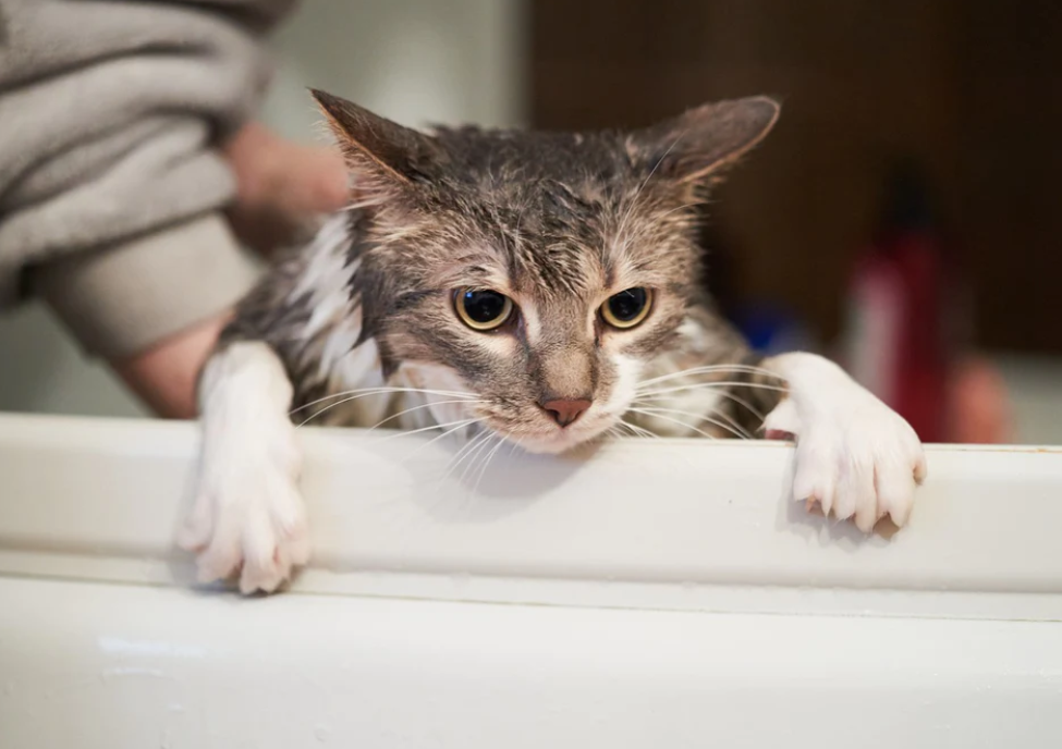 Ternyata Inilah Alasan kenapa Kucing Takut Air, Bukan karena Kedinginan!