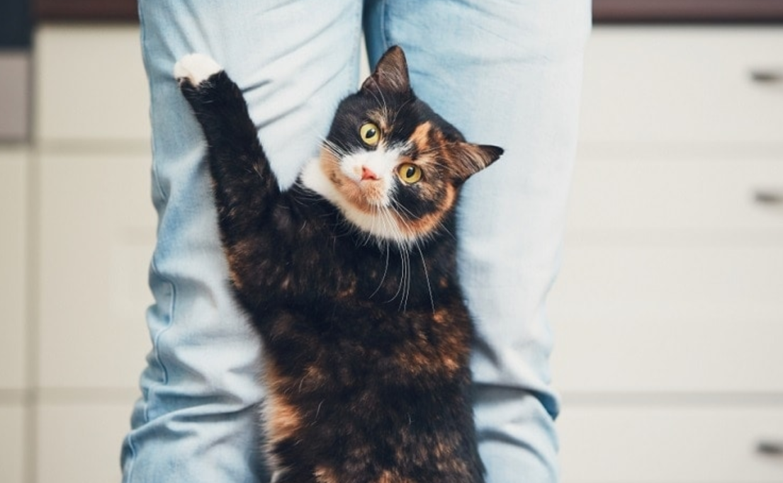 Berikut 5 Cara Merawat Kucing agar Hidup Lebih Lama, Anabul Jadi Panjang Umur