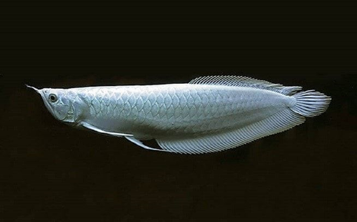 Ingin Pelihara Arwana? Ini Dia Daftar Jenis Ikan Arwana Dari yang Termurah Hingga yang Termahal