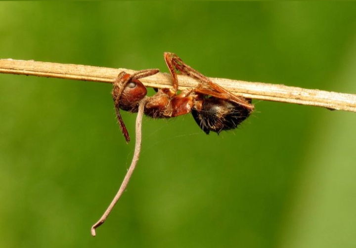 Jarang Diketahui, Ternyata ini 5 Peran Semut dalam Ekosistem
