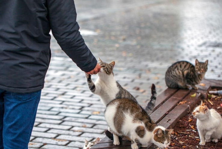 Ternyata Ini 6 Alasan Kenapa Kucing Liar Suka Mencuri Makanan dari Manusia, Salah Satunya karena Gabut