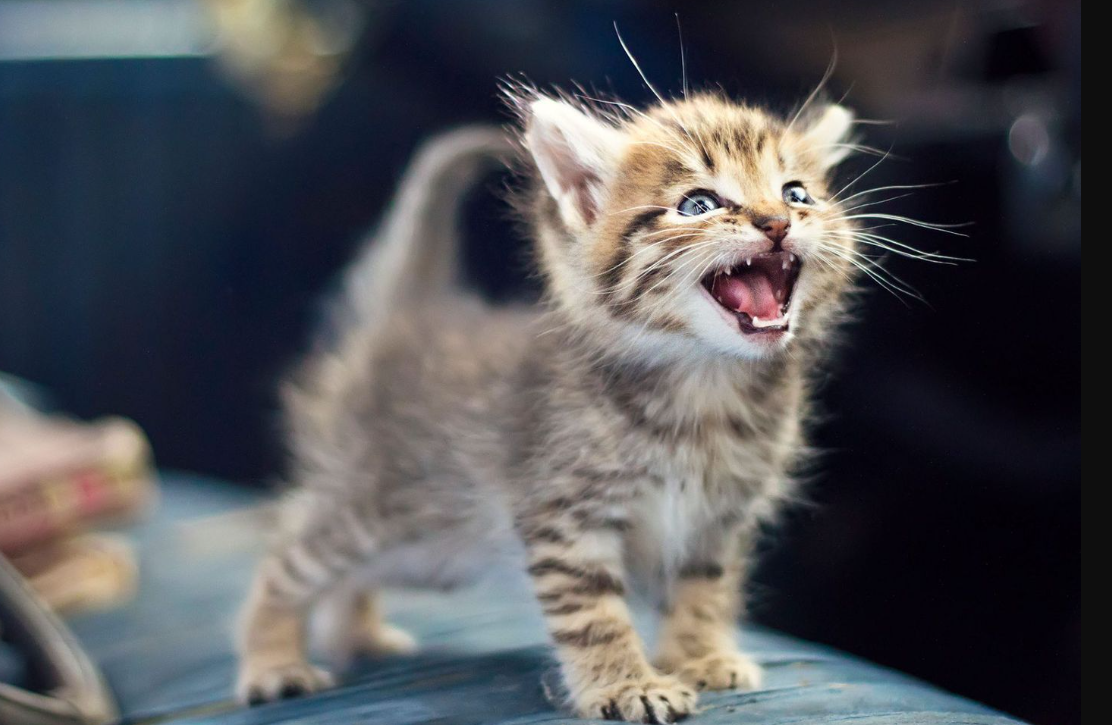 Bantu Kamu Tidur Nyenyak, Ini 4 Cara Menenangkan Anak Kucing Mengeong Terus di Malam Hari