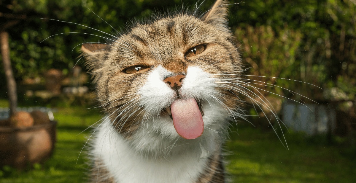 Ini Dia 5 Tanda-tanda Kucing Liar Merasa Aman dan Nyaman di Lingkungan Anda! Bisa Jadi Kucing Ingin Dipelihara
