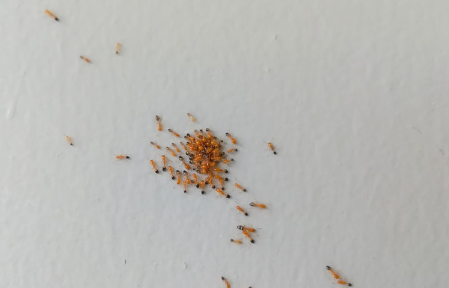 Koloni Semut Bersarang di Rumah, Ini 7 Cara Mengusir Semut Merah dari Rumah Pakai Bahan Alami