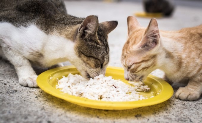 Jumlah Populasi Kucing Semakin Meningkat? Ayo Pelihara Kucing Liar Dengan 3 Cara Ini Agar Kucing Suka!