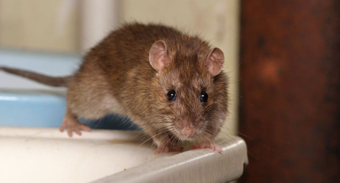 Suka Ada Tikus di Kamar Mandi? Simak 3 Cara Mencegah Tikus Keluar dari Saluran Pembuangan Air
