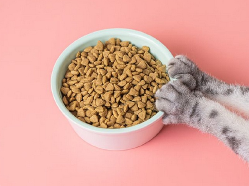 Buat Kucing Lebih Gemoy, Ini Dia 5 Rekomendasi Makanan Kucing Harga Bersahabat Di Kantong, Yuk Simak