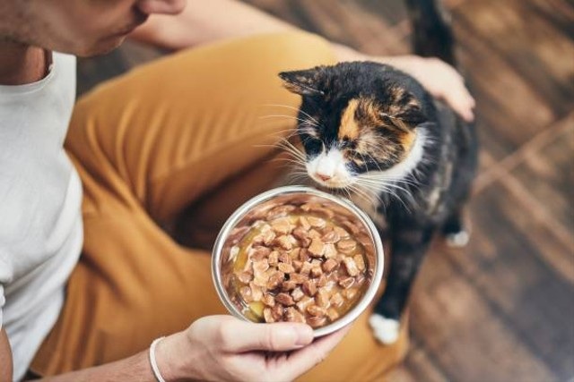 Cara Membuat Makana Kucing di Rumah Dengan Mudah, Terdapat 2 Proses Untuk Dryfood dan Wet Food