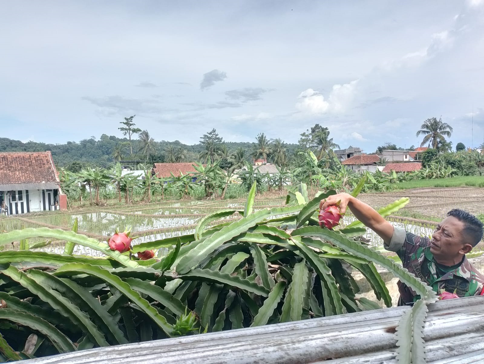 Manfaatkan Lahan Sempit, Koramil 1511 Jalaksana Budidaya Buah Naga Putih Untuk Masyarakat