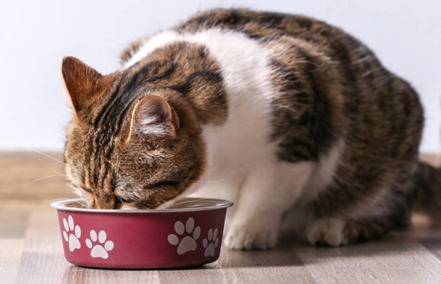 Cara Membuat Makanan Kucing dari Ayam, Cukup Ikuti Langkah Mudah Ini, Anabul Pasti Suka