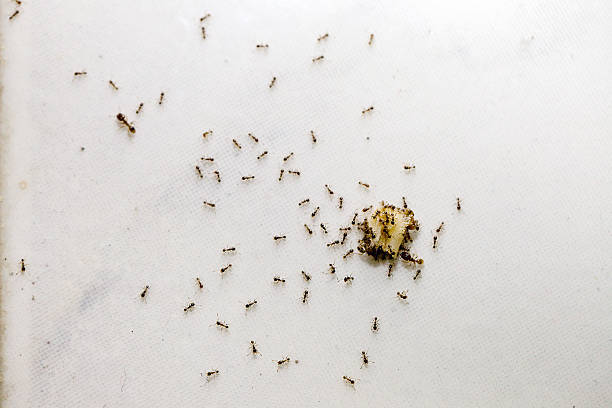 Ketahui Yuk! 5 Jenis Semut yang Sering Ditemui di Rumah, Serta Cara Mengusirnya