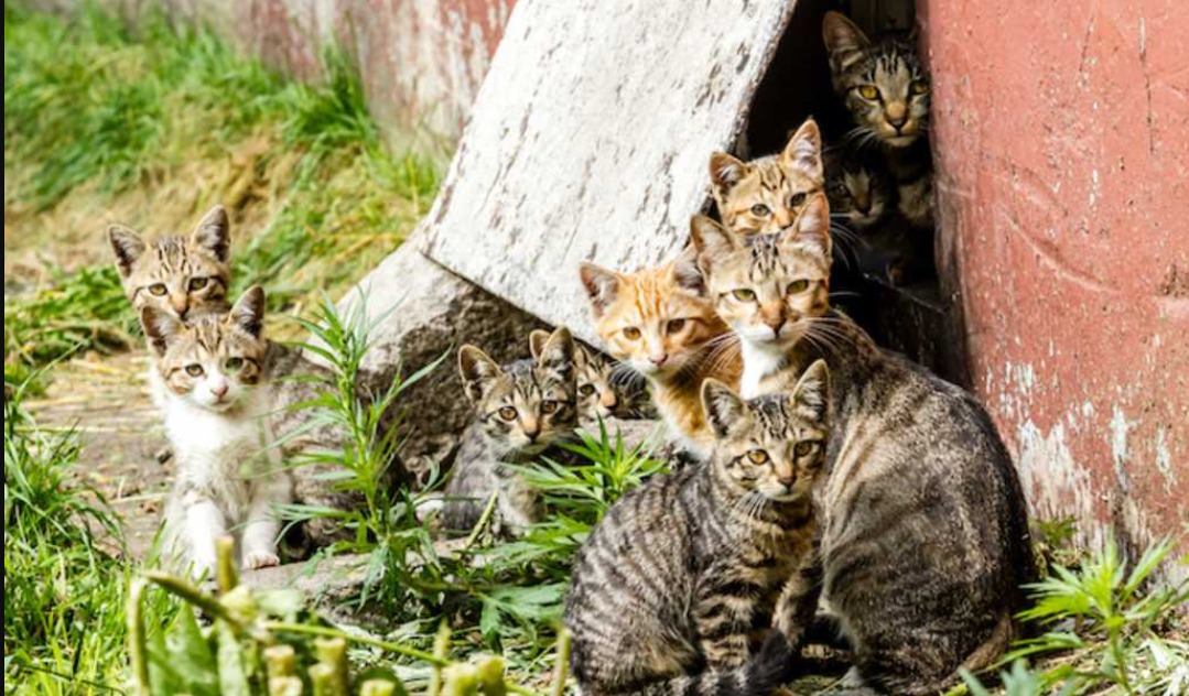 Ternyata Ini 3 Alasan Kenapa Tiba-Tiba Banyak Kucing Liar di Rumah Anda, Sekali Lahir Langsung Banyak