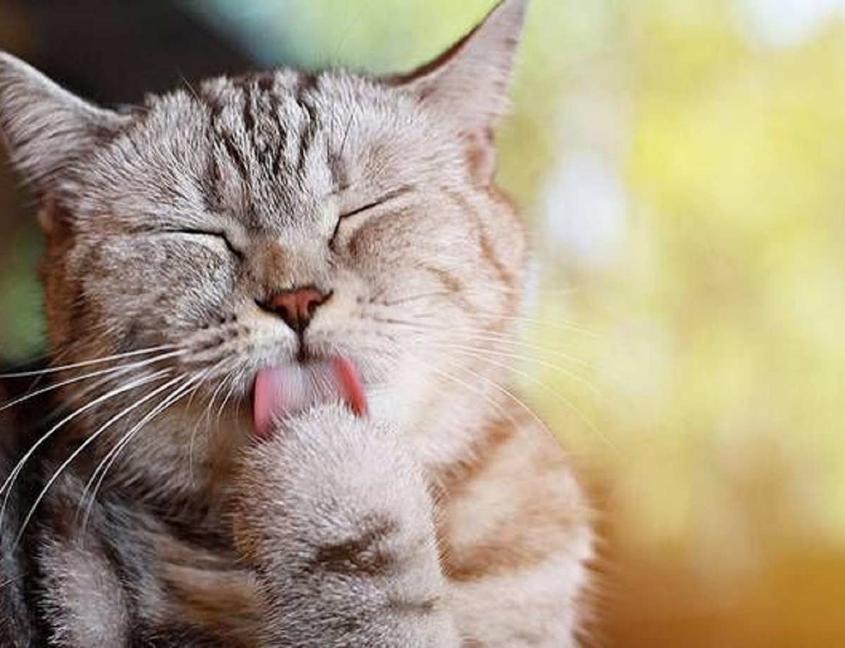 Ada Kucing Liar Yang Berak Di Halaman Rumahmu? Yuk Segera Usir Menggunakan 5 Aroma Yang Tidak Disukai Kucing 