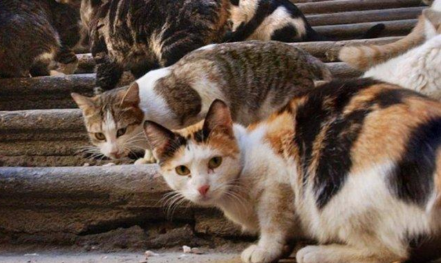 Inilah Hukum Membuang Kucing Dalam Islam dengan Sengaja, Awas! Jangan Asal Buang Kucing Bisa Dosa