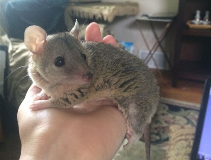Usir Tikus Pengganggu dengan Bahan Alami! Berikut ini 8 Cara Mengusir Tikus dari Rumah dengan Bahan Alami