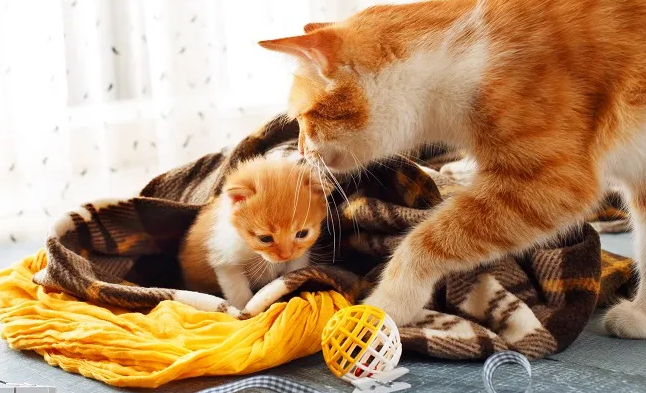 Penjelasan Kenapa Induk Kucing Memakan Anaknya, Beserta 3 Cara Untuk Menghindarinya!