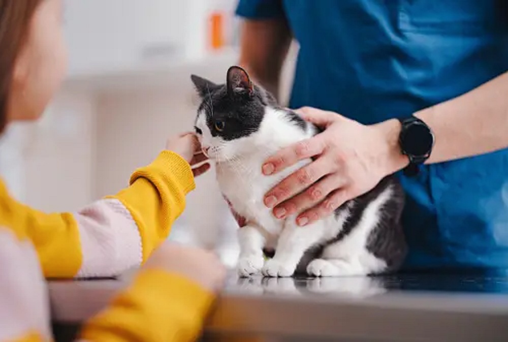 5 Tanda Kucing Sedang Sakit Yang Mudah di Kenali, Apa Saja Tandanya?