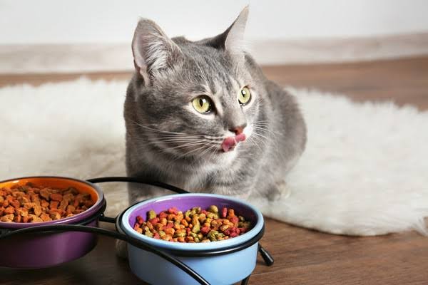 Apa Bedanya Jenis Makanan Basah Dan Kering Untuk Kucing? Simak Penjelasannya!