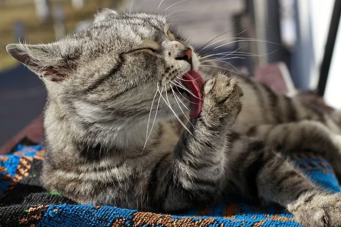 Kenapa Kucing Suka Menjilat Tubuhnya Sendiri? Ini 6 Alasannya, yang Perlu Kamu Ketahui! Bukan Cuma Biar Bersih